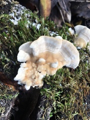 Trametes betulina