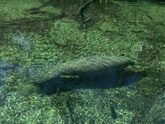 Trichechus