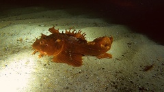 Hemitripterus americanus