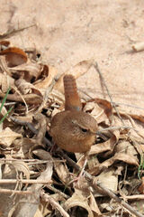 Troglodytes hiemalis