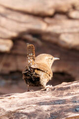 Troglodytes hiemalis