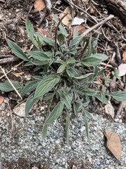 Phacelia imbricata