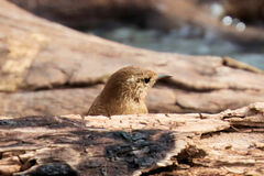 Troglodytes hiemalis