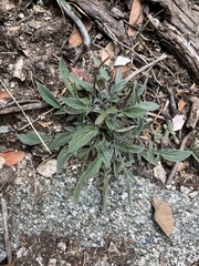 Phacelia imbricata