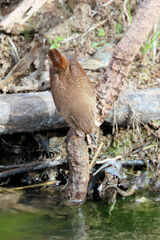 Troglodytes hiemalis