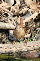 Troglodytes hiemalis