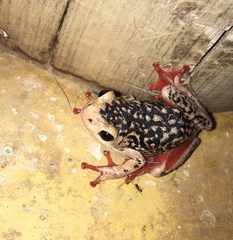 Hyperolius viridiflavus pantherinus