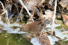 Troglodytes hiemalis