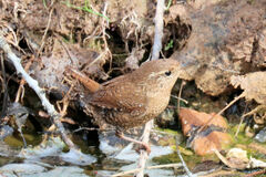 Troglodytes hiemalis