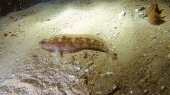 Ulvaria subbifurcata