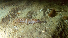 Ulvaria subbifurcata