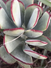 Cotyledon