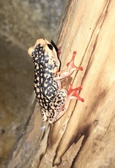 Hyperolius viridiflavus pantherinus