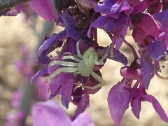 Misumessus oblongus