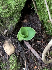 Platanthera elongata