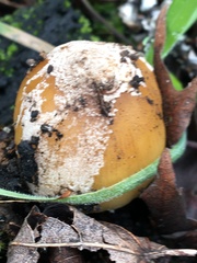 Coprinellus bipellis