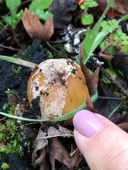 Coprinellus bipellis