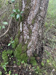 Platanthera elongata