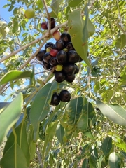 Syzygium cumini
