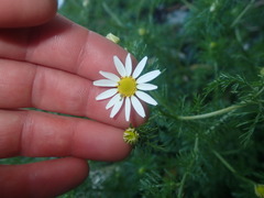 Anthemideae