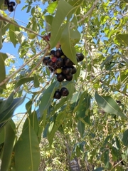 Syzygium cumini