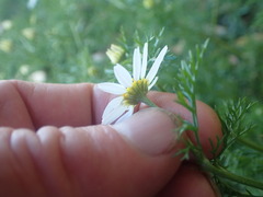 Anthemideae