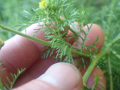 Anthemideae