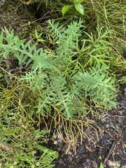 Pimelea tomentosa