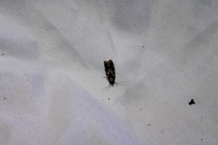 Barea confusella