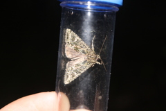 Ichneutica plena