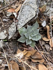 Dudleya cymosa pumila