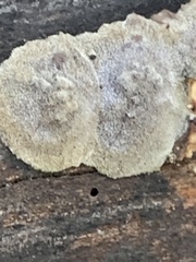 Coniophora puteana