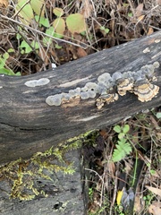 Coniophora puteana