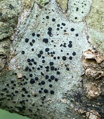 Caliciaceae