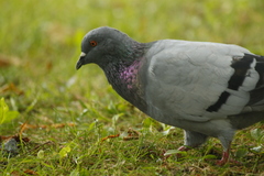 Columba livia domestica
