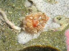 Stolidobranchia