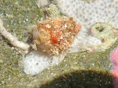 Stolidobranchia