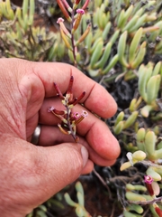 Adromischus filicaulis