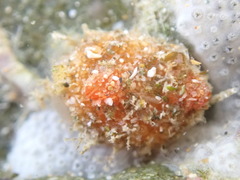 Stolidobranchia