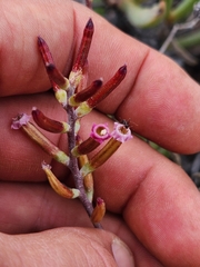 Adromischus filicaulis