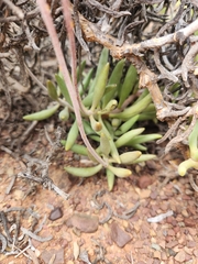 Adromischus filicaulis