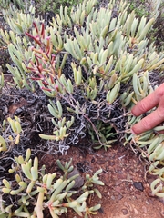 Adromischus filicaulis