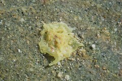 Calcarea