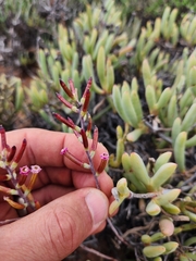 Adromischus filicaulis