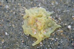 Calcarea
