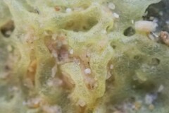 Calcarea