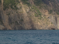 Procellaria westlandica
