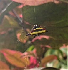 Gasteracantha fornicata
