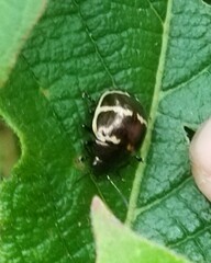 Doryphora