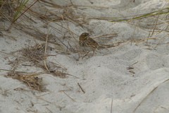 Passerculus sandwichensis mediogriseus